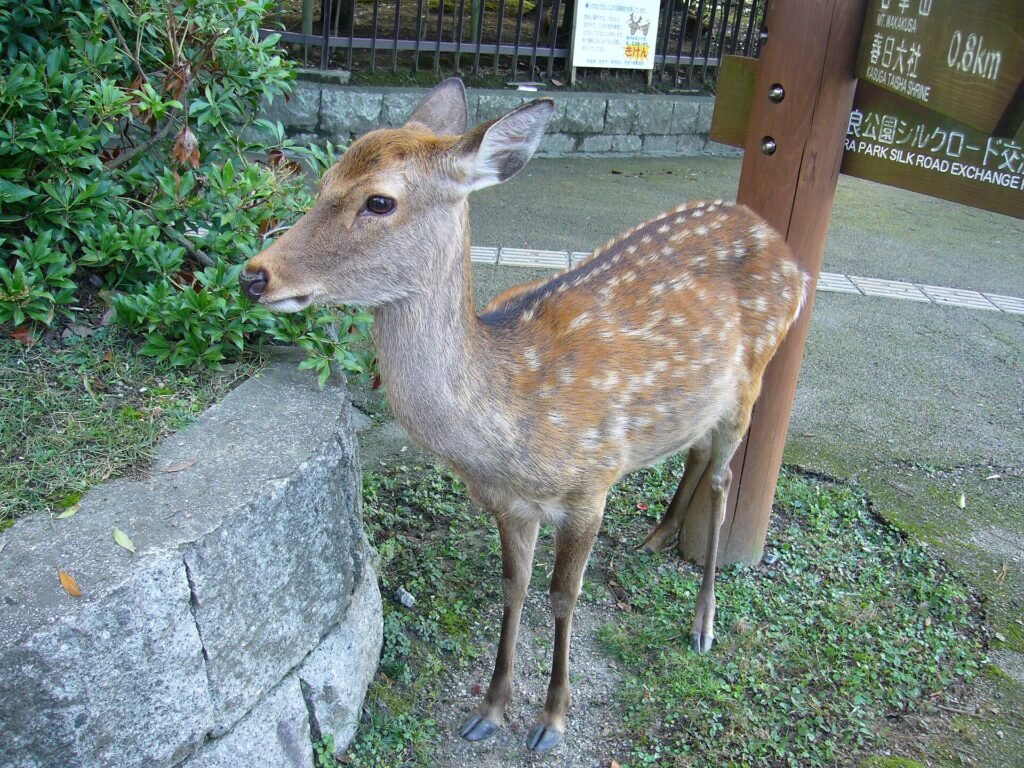 Sika deer in Nara Park
