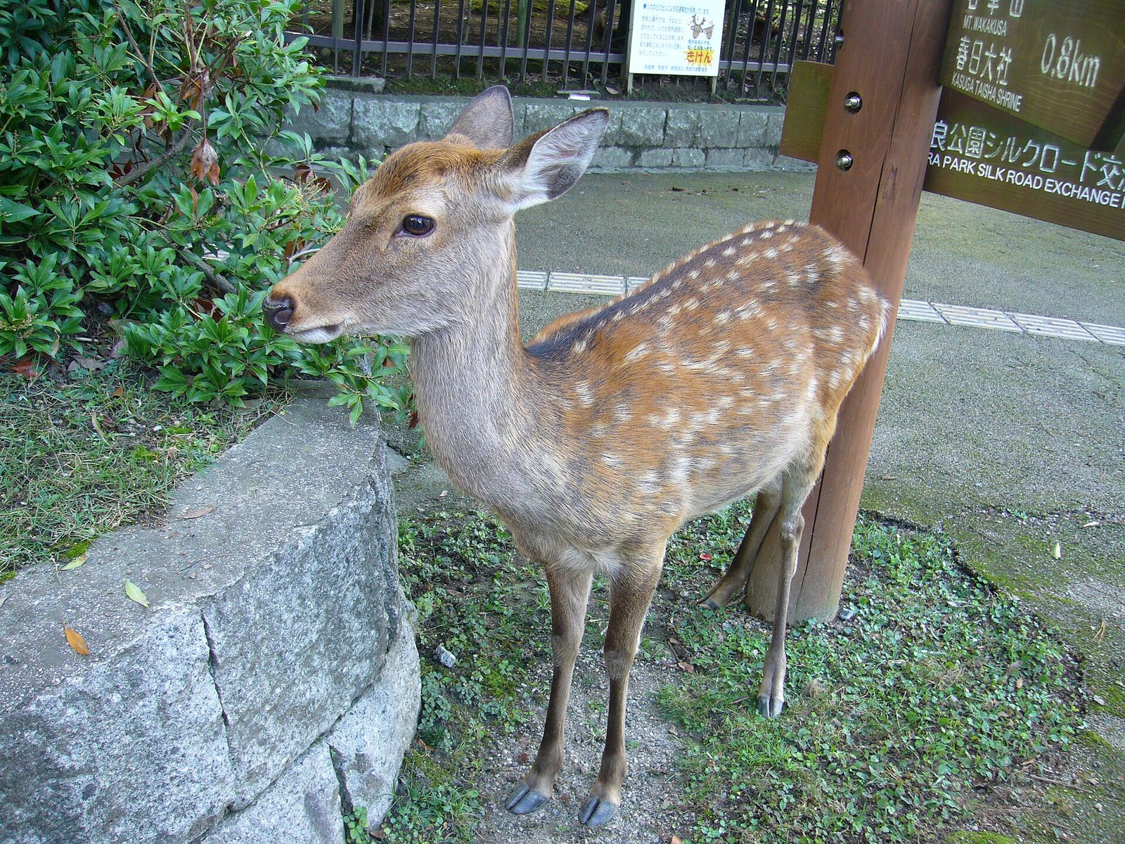 Sika deer in Nara Park