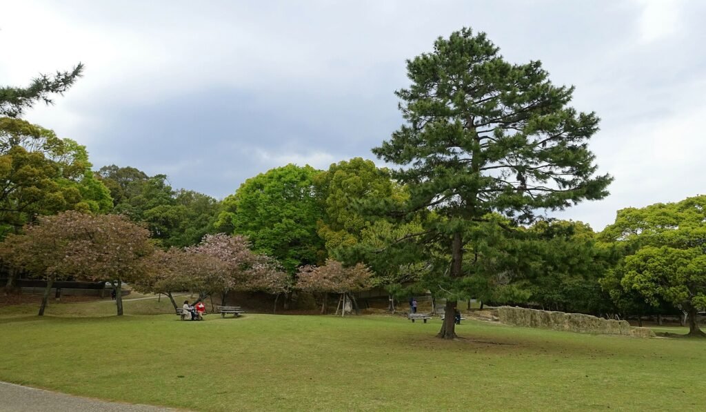 Nara Park Japan