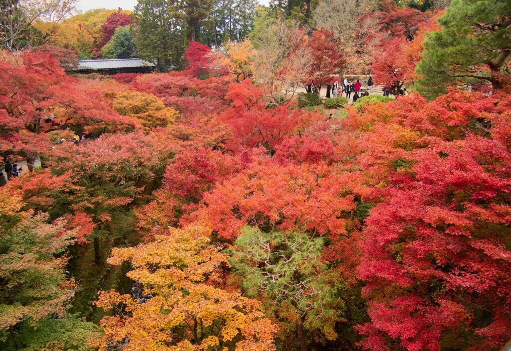 Tofuku-Ji Kyoto Autumn