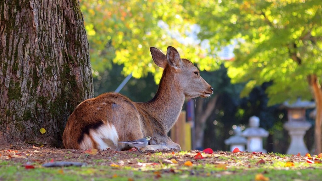 Deer in Nara Park