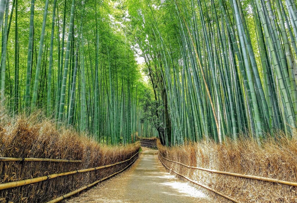 The bamboo path at Sagano, Arashiyama