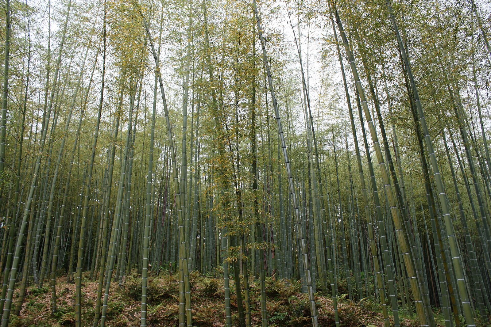 Kyoto Itinerary (Moved)